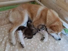 Akita inu