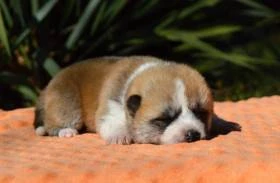 Akita Inu s PP