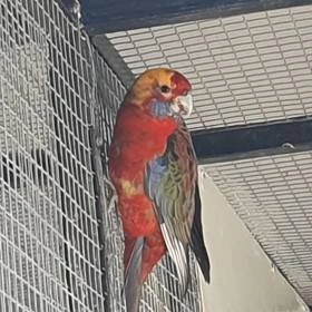 penant straky a pomeranč