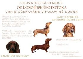 Jezevčík hladkosrstý standard