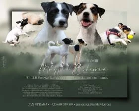 Parson Russell terrier