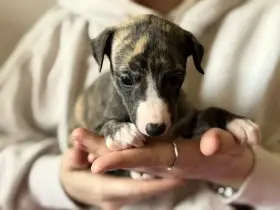 Whippet/vipet štěňátka s PP hledající domov