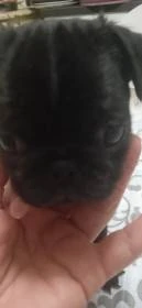 Mops šteně