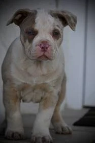 Ihned k odběru American Bully standard s PP ABKC