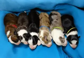 Border kolie s PP (s rodokmenem)