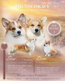 Welsh corgi pembroke