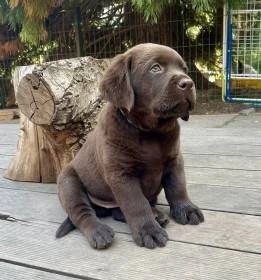 Labradorský retrívr s PP čokoládová štěňátka