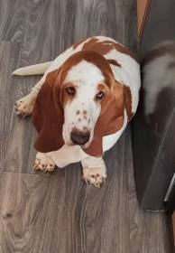 Daruji fenku Baseta hound s PP