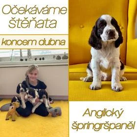 Anglický špringršpaněl