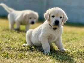 Zlatý retriever šteniatka s PP