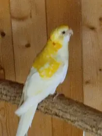 Prodám rozela zlutohlavá lutino