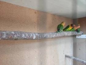 Agapornis