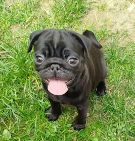 Mops