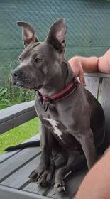 Nový domov pro Shelby