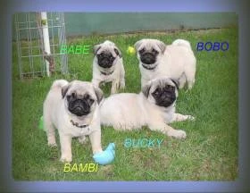 MOPS S PP: