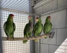 Amazona vinacea, Amazonas viridigenalis