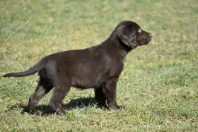 Flat coated retriever