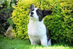 Welsh corgi cardigan