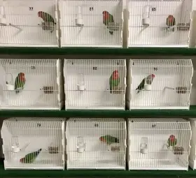 Prodám agapornis růžohrdlý přírodní