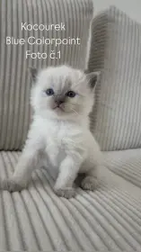 Koťata Ragdoll s průkazem původu