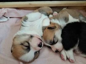 Welsh corgi pembroke