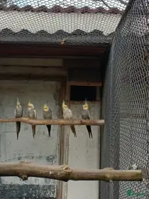 Korely
