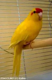 Kakarici