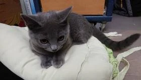koťátko kartouzská modrá,chartreux s PP