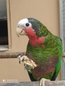 Amazonan kubánský