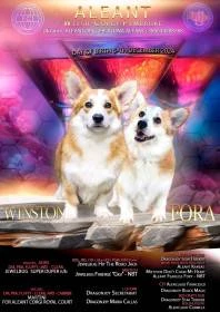corgi pejsek s výstavním potenciálem na prodej
