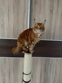 Krytí Mainský mývalí kocourek po rodičích UA RU Mainská (PP)