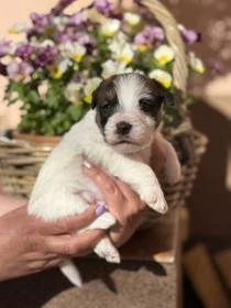 Štěňátka Jack Russell teriéra s PP