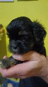 Prodám štěňátka Lhasa Apso