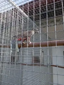 prodám amazónek tmavý,