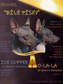 Americký bezsrstý teriér
