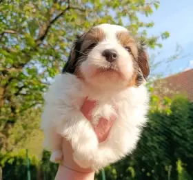 Malý kontinentální španěl Phalene, ne papillon
