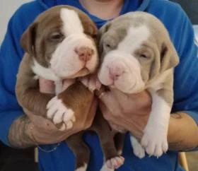 American Bully Pocket / Standard