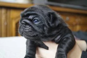 Mops, štěně s PP