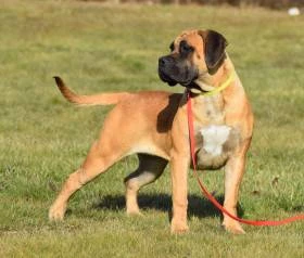 boerboel ballotada - mladá fena 9 měsíců