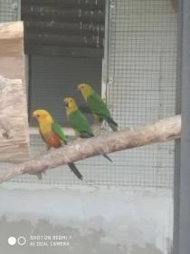 Aratinga jendaj, Pyrura cervenobrichy