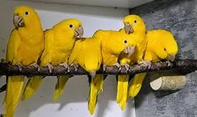 Guaruba guarouba,golden conure,Ararajuba,aratinga.