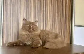 Britský medvídek