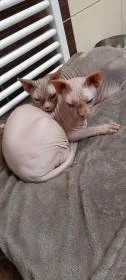 Daruji Sphynx kočičku a kocourka