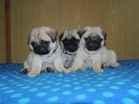 MOPS s PP>