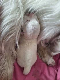 West highland white terrier - prodej