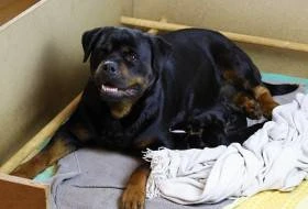 Rotvajler štěňata s PP, Rottweiler štěňata s PP