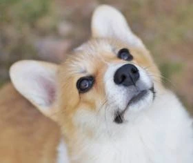 Welsh corgi pembroke fenečka