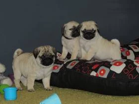 Mops s PP.