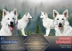 Volní 2 BŠO kloučci ze Camberku