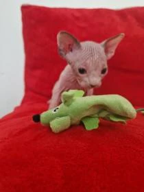 Kanadsky sphynx